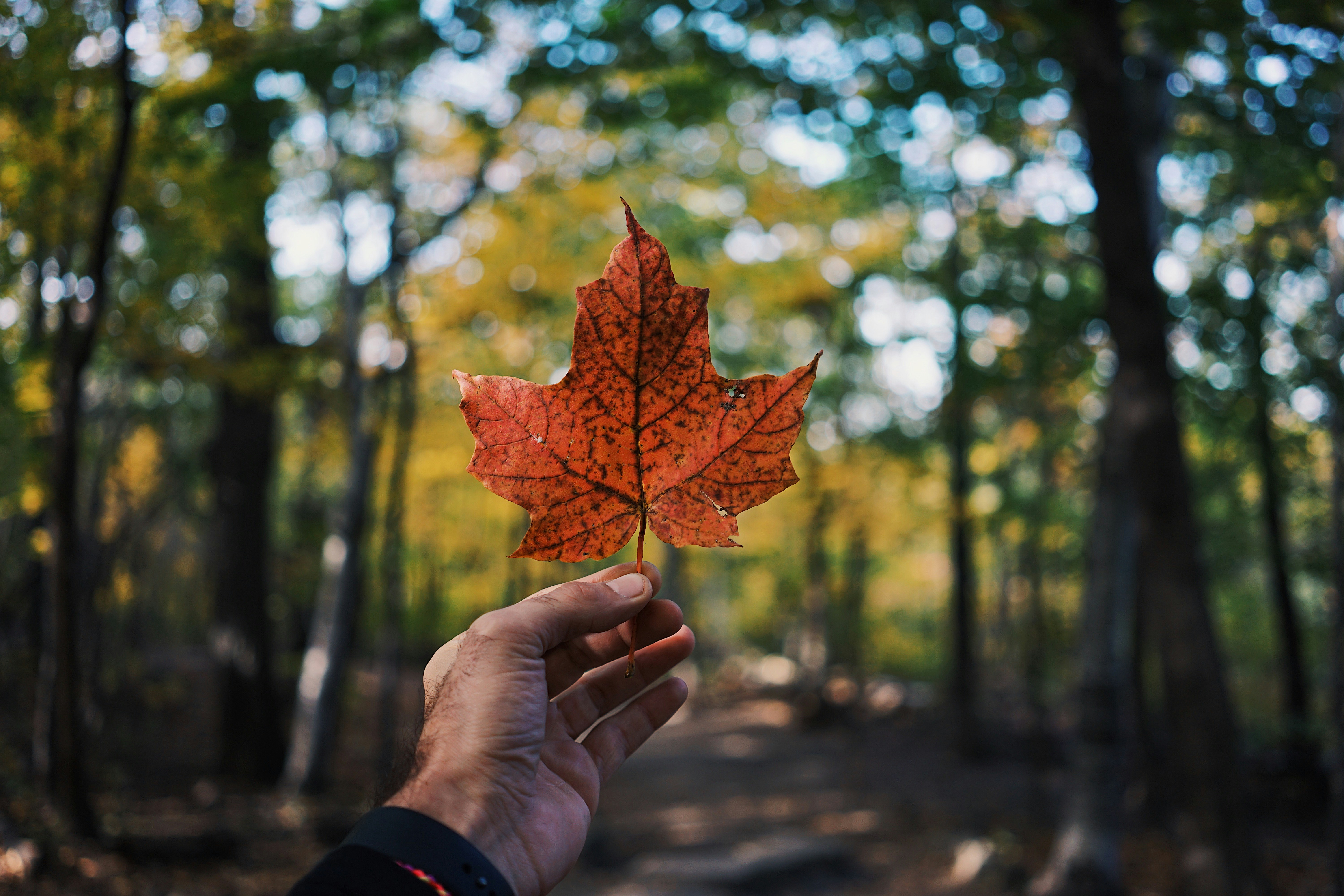 What are the options for Indian students after graduating from a program in Canada